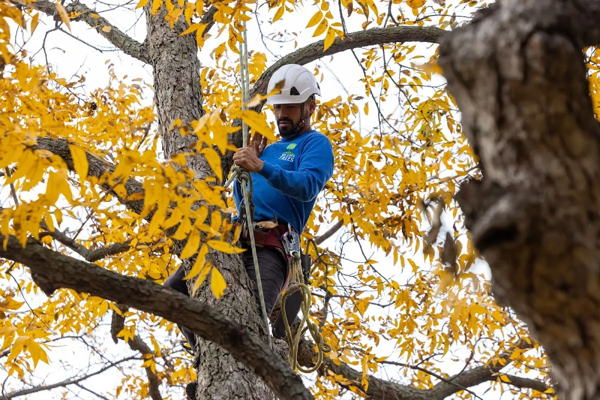 Skilled Tree Pruning crew working in Fort Peck
