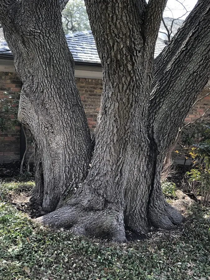 Mature heritage tree close to a Fort Peck property cared for by certified arborists